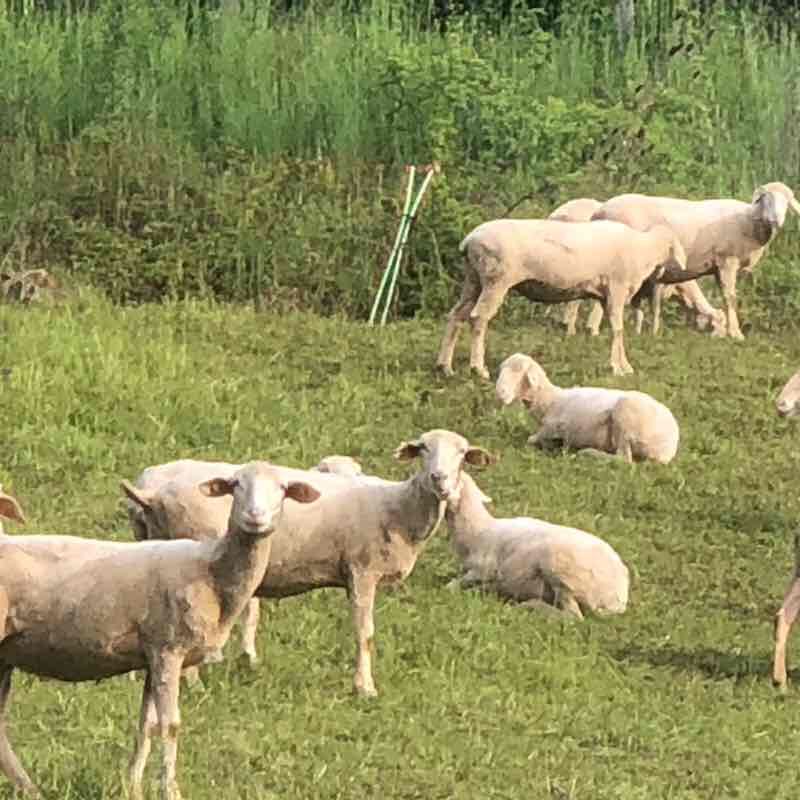 Panorama Schönaich  walking route map in Schönaich