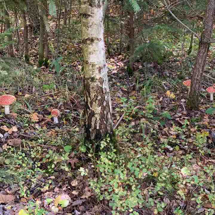 Toadstool walking route map in Aufseß