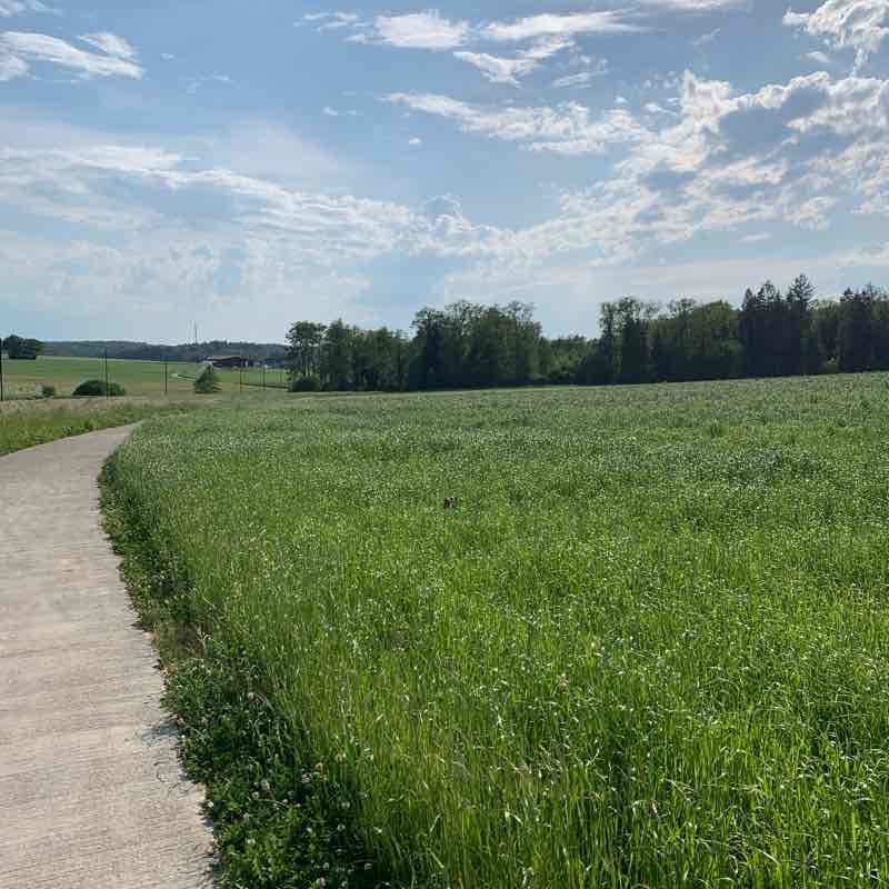 Walk in the forest between damphreux-lugnez walking route map in Damphreux-Lugnez