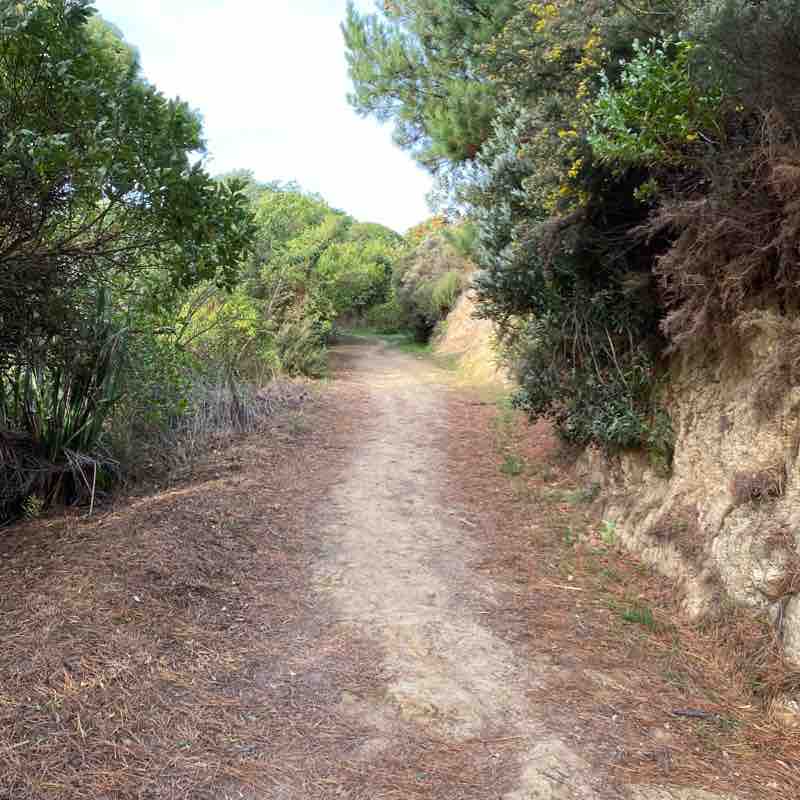 Whitby Bush Walk