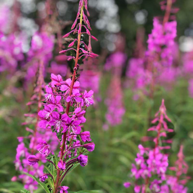 Little brother round walking route map in Sveg