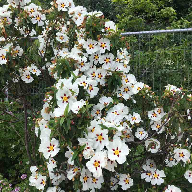 King George V memorial walk, Hayle walking route map in Hayle