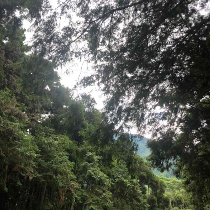 溪頭