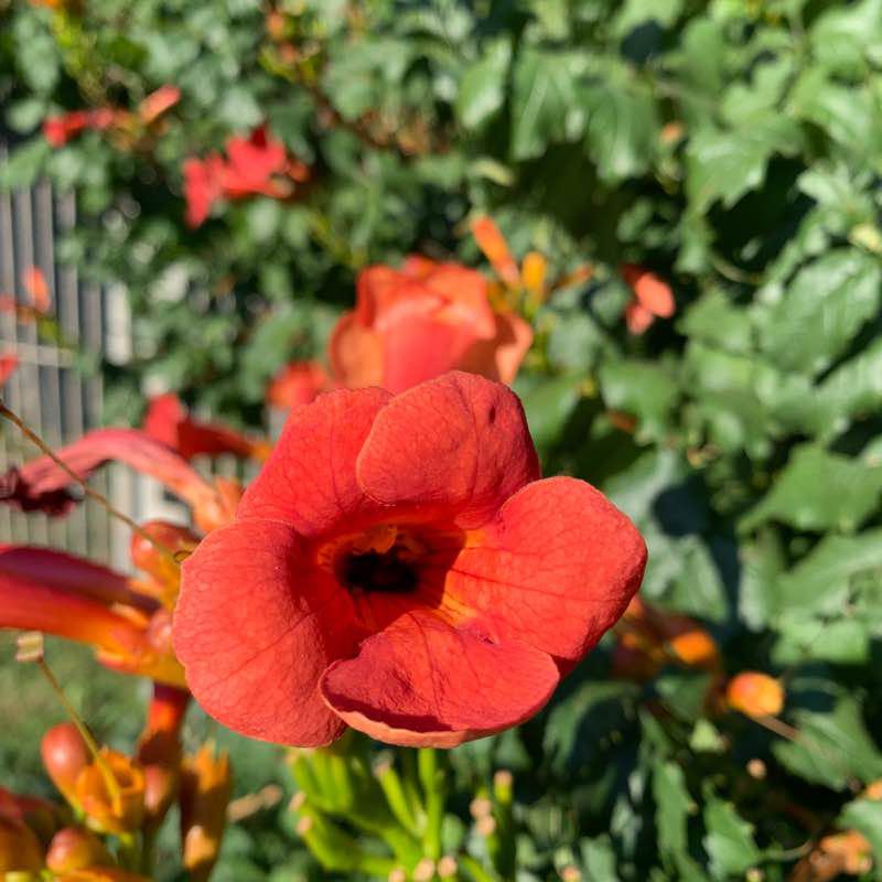 To the Bison Track Show walking route map in Rostov-on-Don