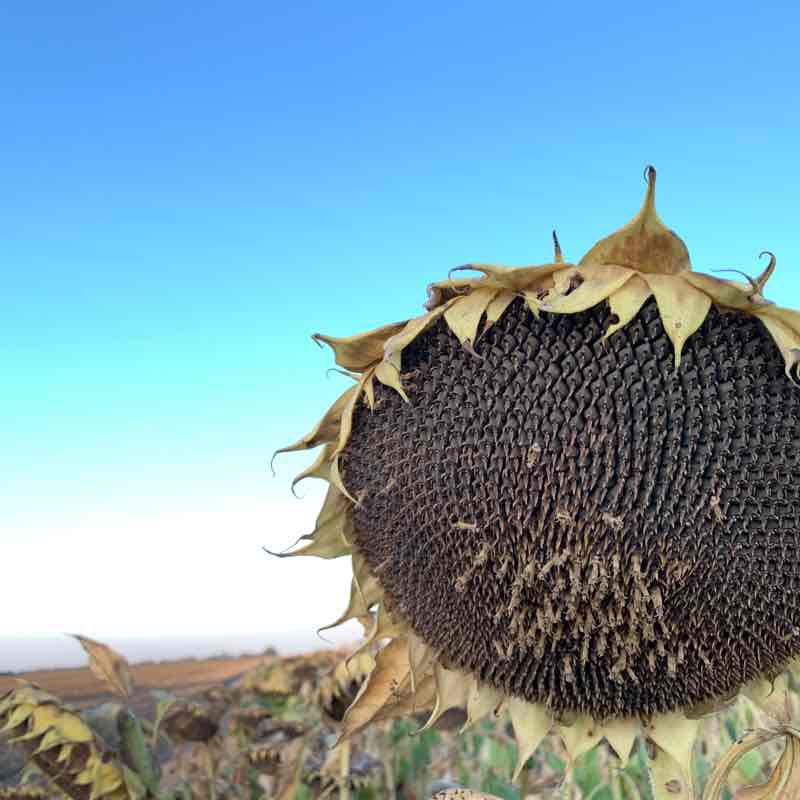 Field walk walking route map in Rostov-on-Don