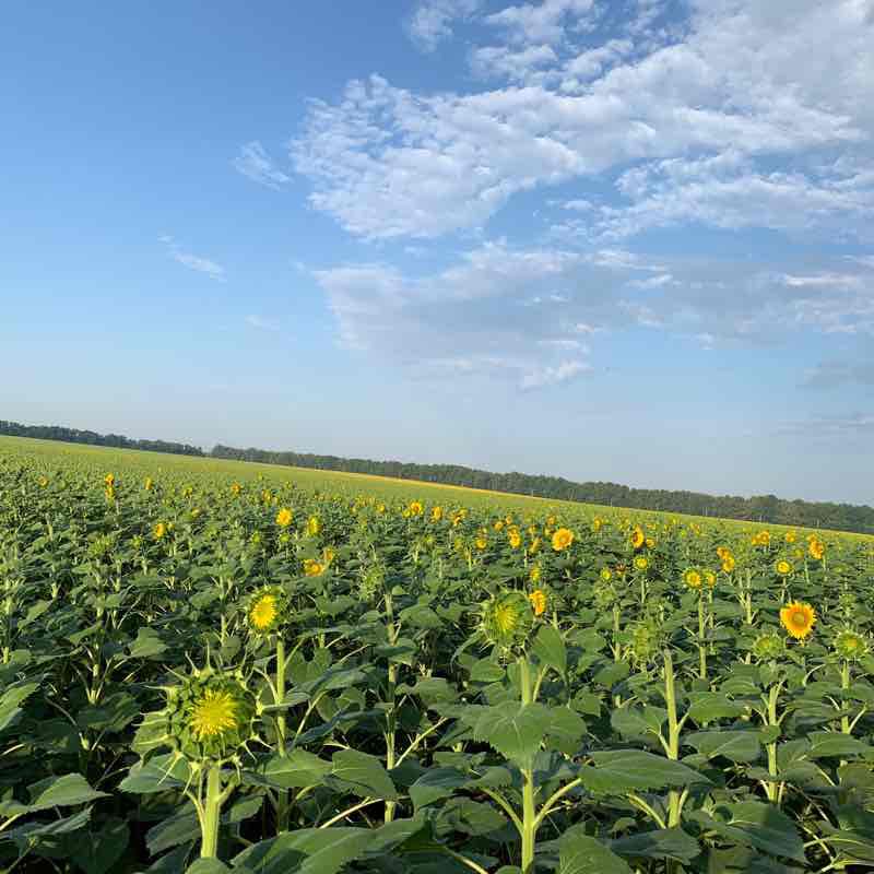 Sunflower promenade walking route map in Rostov-on-Don