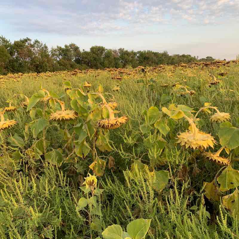 Walk to the Three Ponds walking route map in Rostov-on-Don