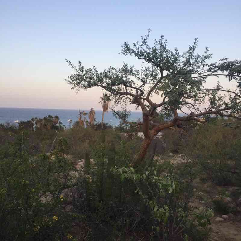 I run past the japo walking route map in Buena Vista