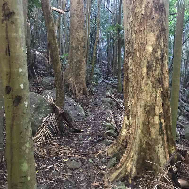 Mt tambo rainforest hike Trail Mount Tamborine, Queensland, Australia Pacer