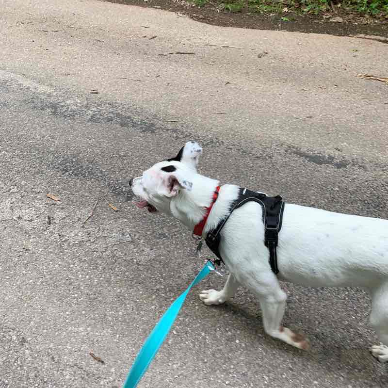 Old Riverdale walking route map in Ozark