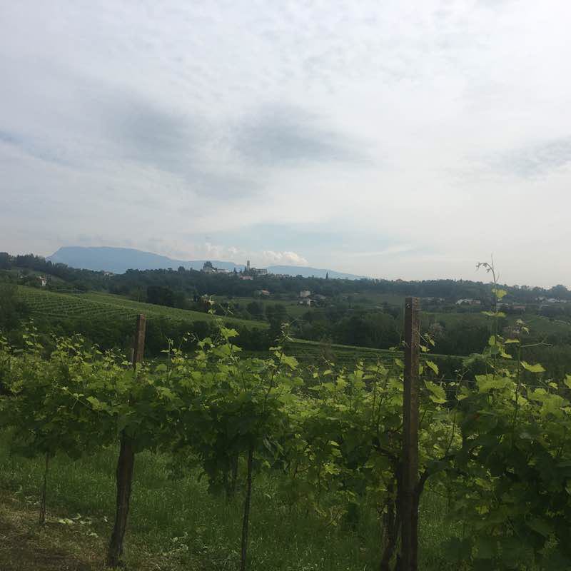 Tour "Salvo" walking route map in Pieve di Soligo