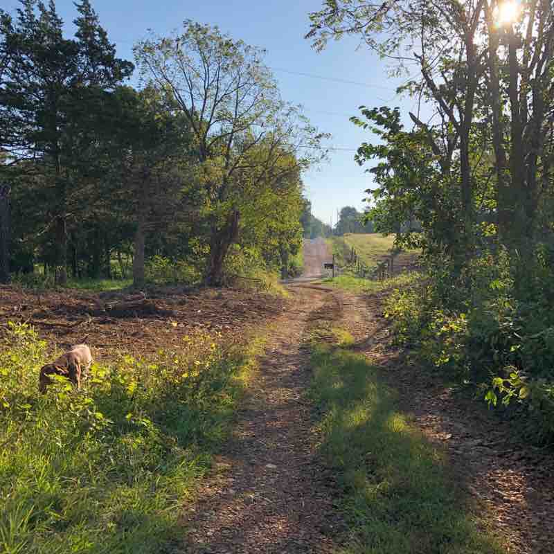 Wells house route 3 miles  walking route map in Gravette