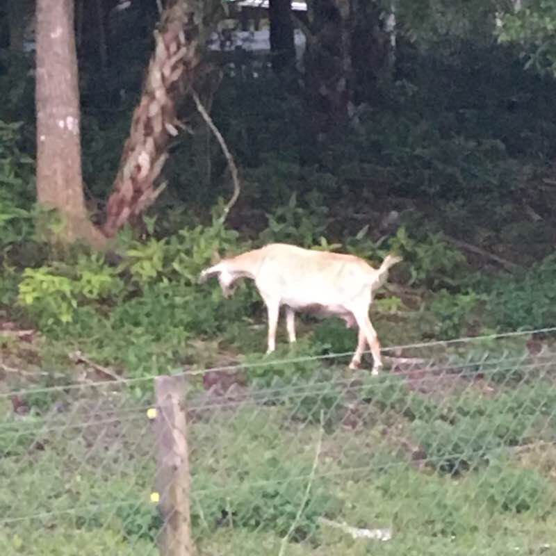 Pentecostal church street 5.2 walking route map in North Port