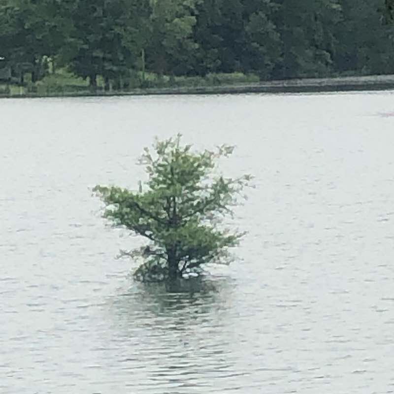 Brannon Landing Walk walking route map in Conway
