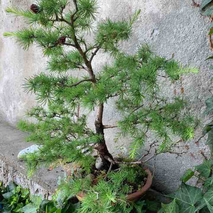 San Michele - Carmagnola walking route map in Carmagnola