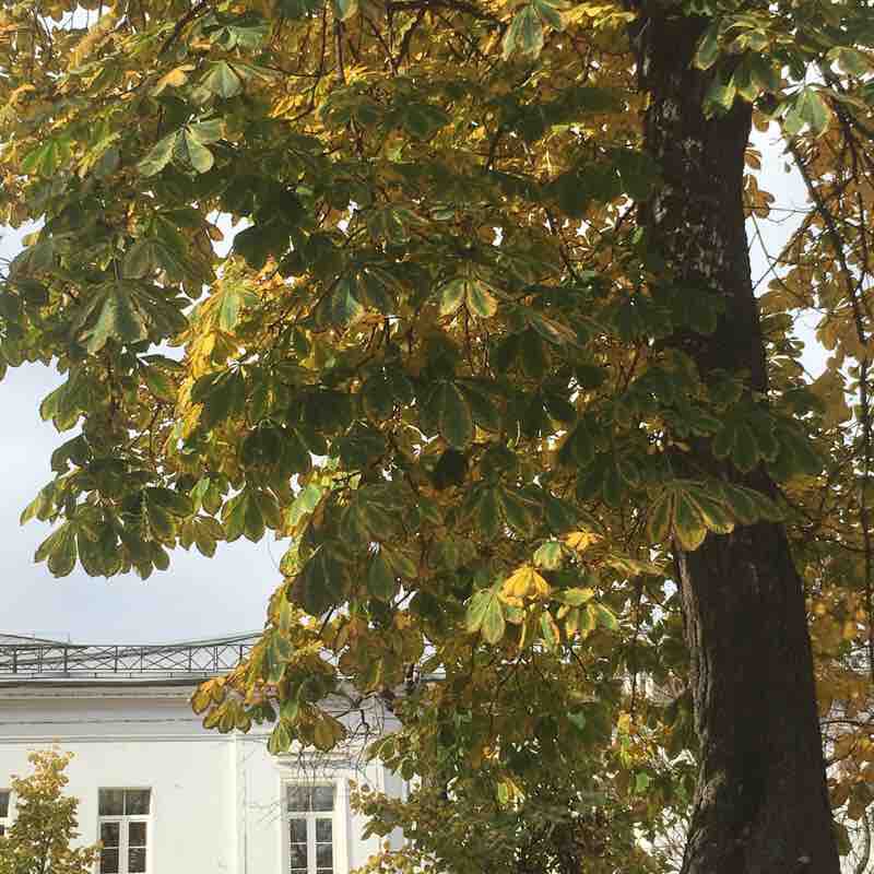 Осенение утро