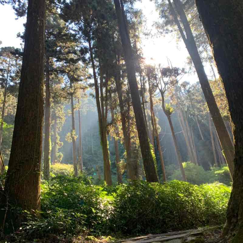 Shi Zhuoyun Way, Tea Way, Mist Way, Sakura Way Walk Trail - Zhuqi ...