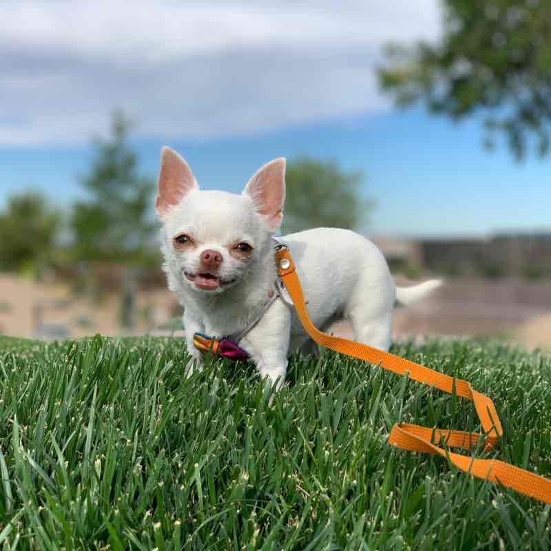 Terra Luna/Nova Ridge Loop