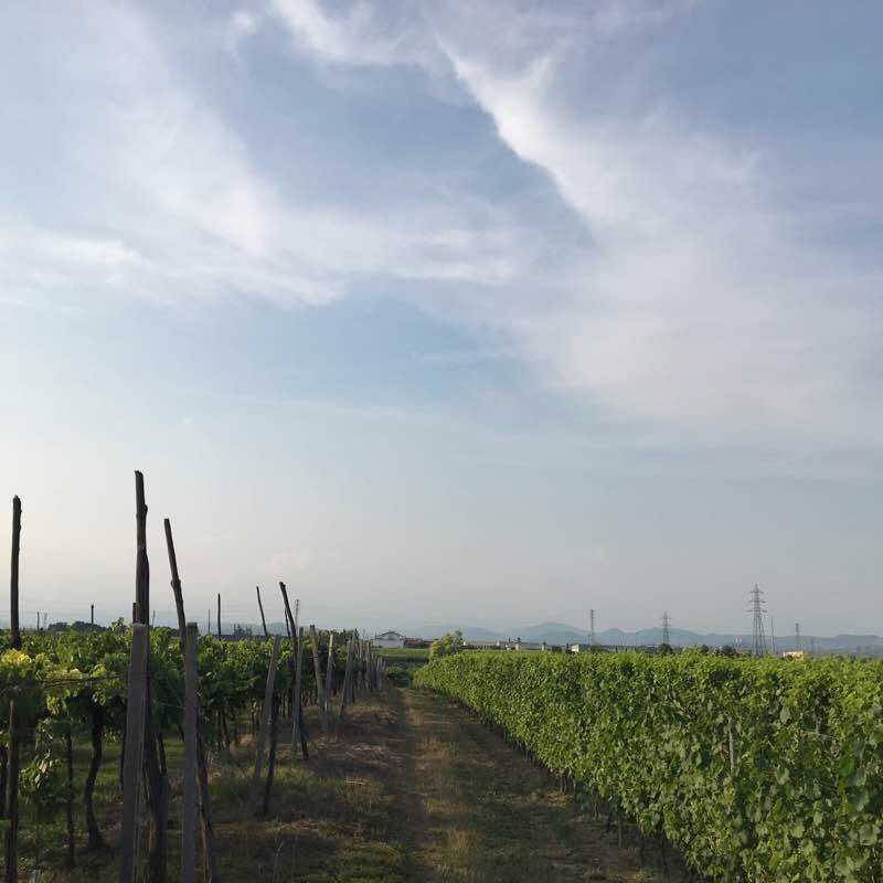 Runde in Caldiero walking route map in Caldiero