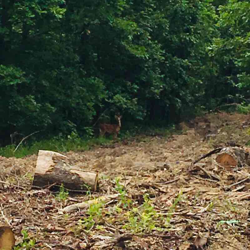 My Trail walking route map in Waynesville