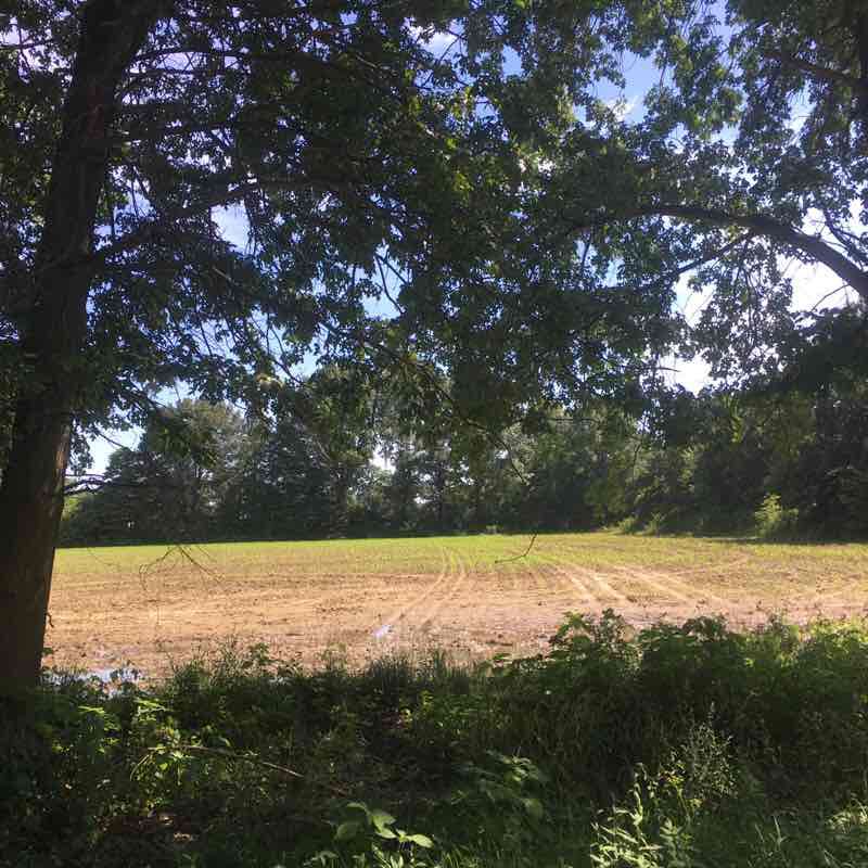 The mile walking route map in Shelburn