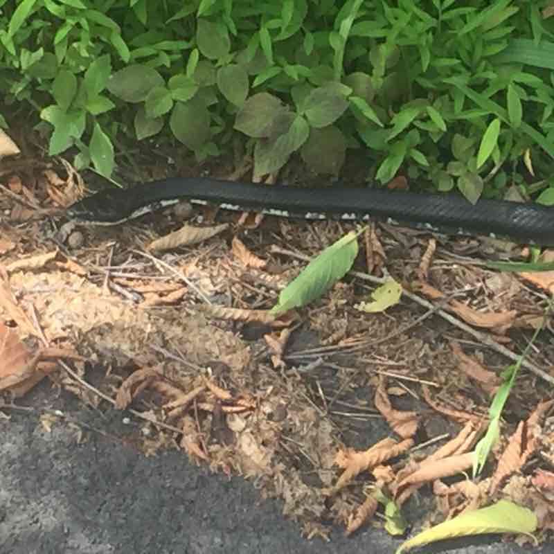 Marbury Perimiter walking route map in Centreville