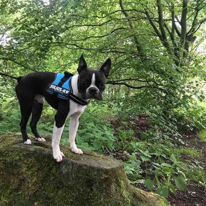 Tanfield to whickham and back   walking route map in Old Ravensworth