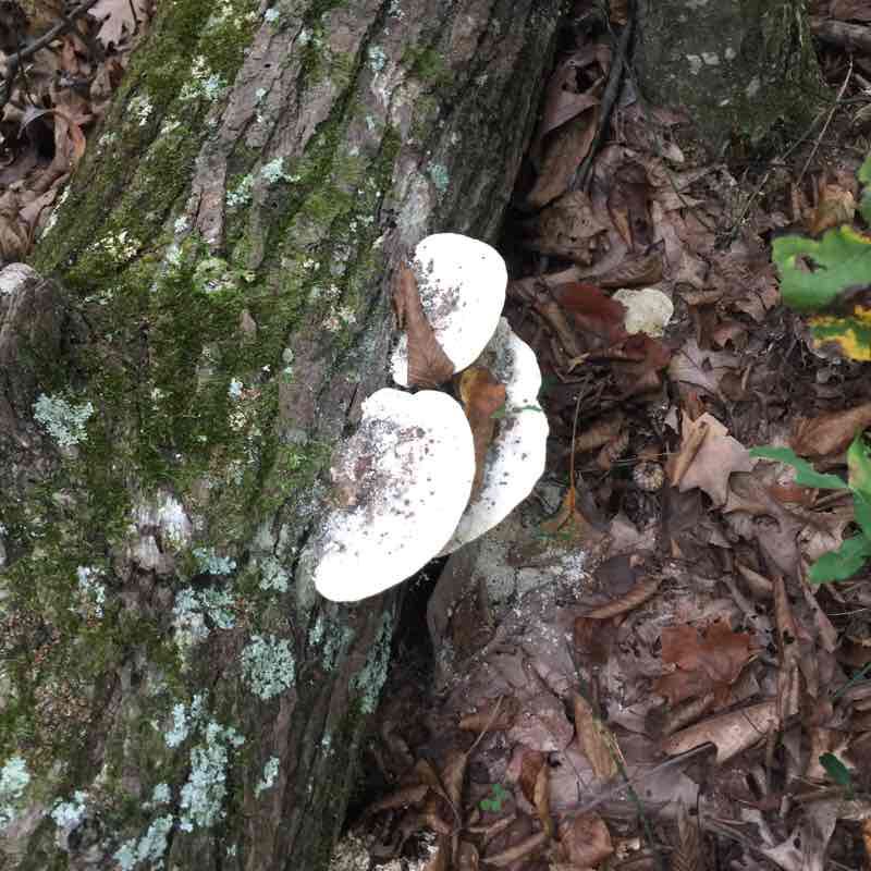 West of church lake Townsend walking route map in Browns Summit