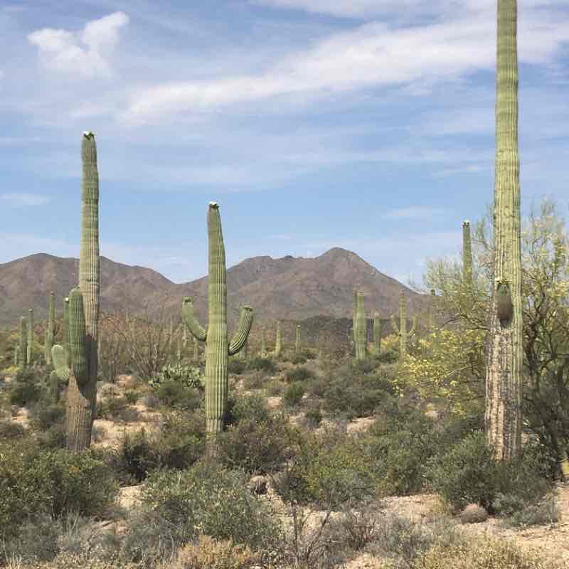 Desperado Loop / Wildflower Trail