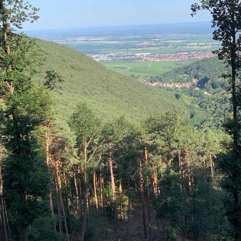 Hut hollow - 5km walking route map in Maikammer