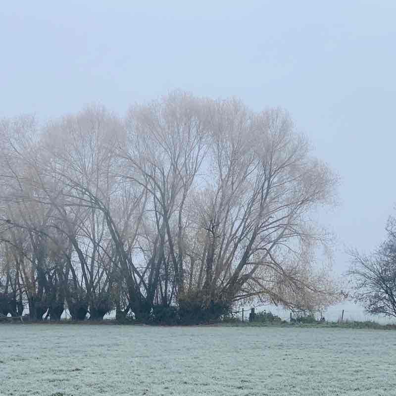 Edenkoben-Edesheim-Modenbachgraben in the fog 🌁 walking route map in Venningen