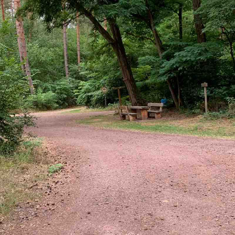 Speyer Forest - 8km walking route map in Böhl-Iggelheim
