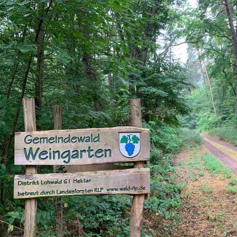 Allmentwald- 7km walking route map in Schwegenheim