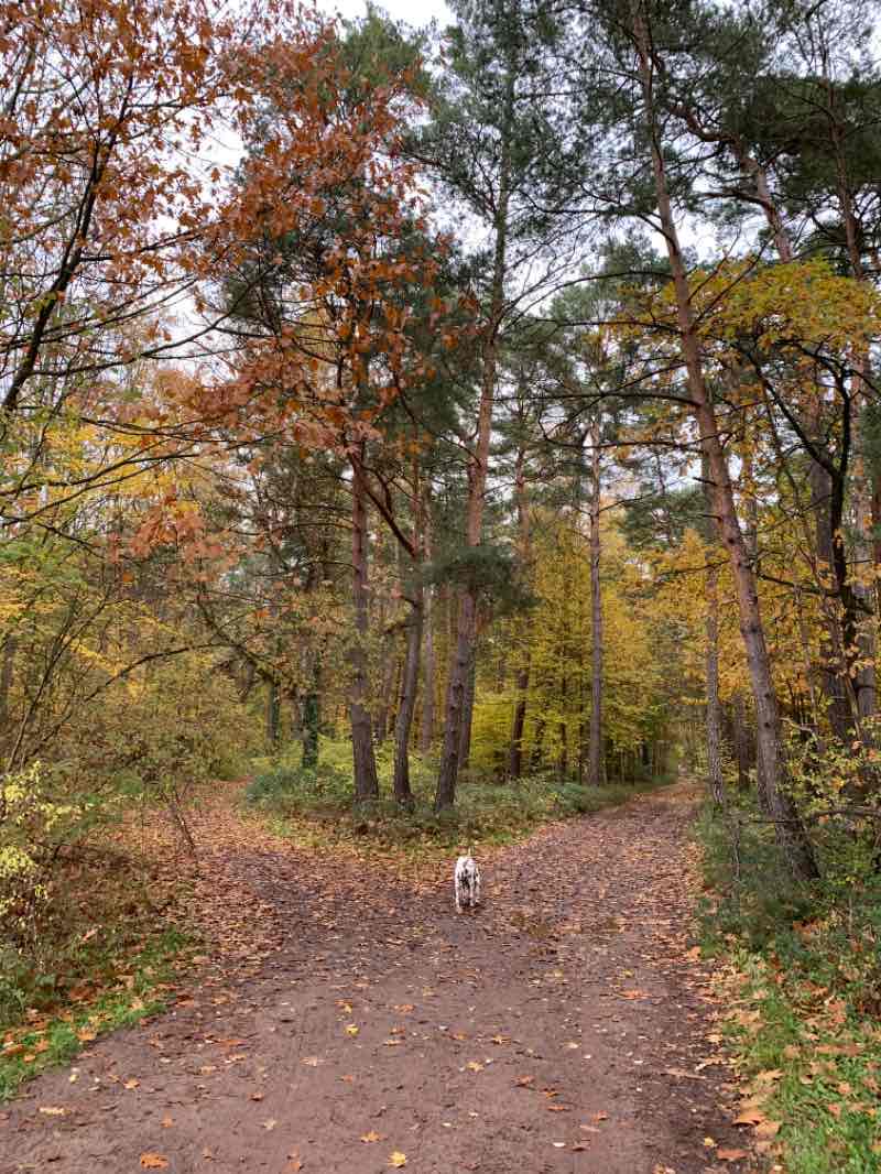 Waldgasthof Ganerb Dudenhofen 散歩道 ドゥーデンホーフェン ラインラント プファルツ州 ドイツ Pacer