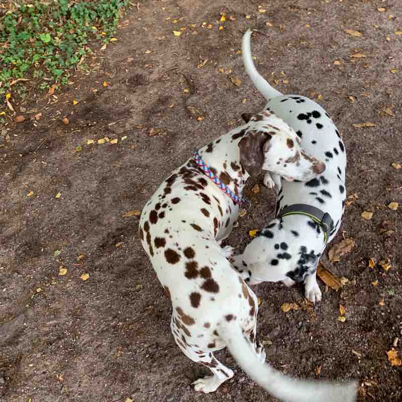 Walddusche Gleisweiler walking route map in Böchingen