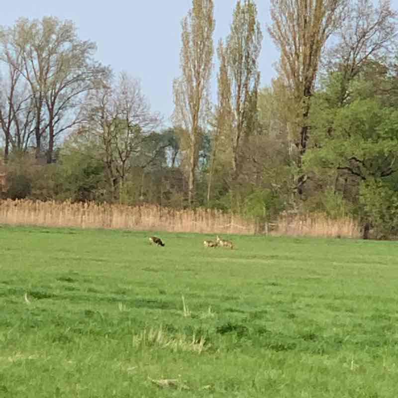 Forest trail and trim-you route Hasslocher walking route map in Haßloch