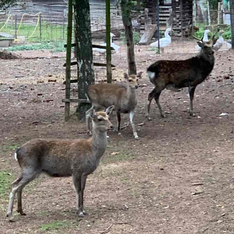 Hanhofen - Dudenhofen Reiterhof  walking route map in Dudenhofen