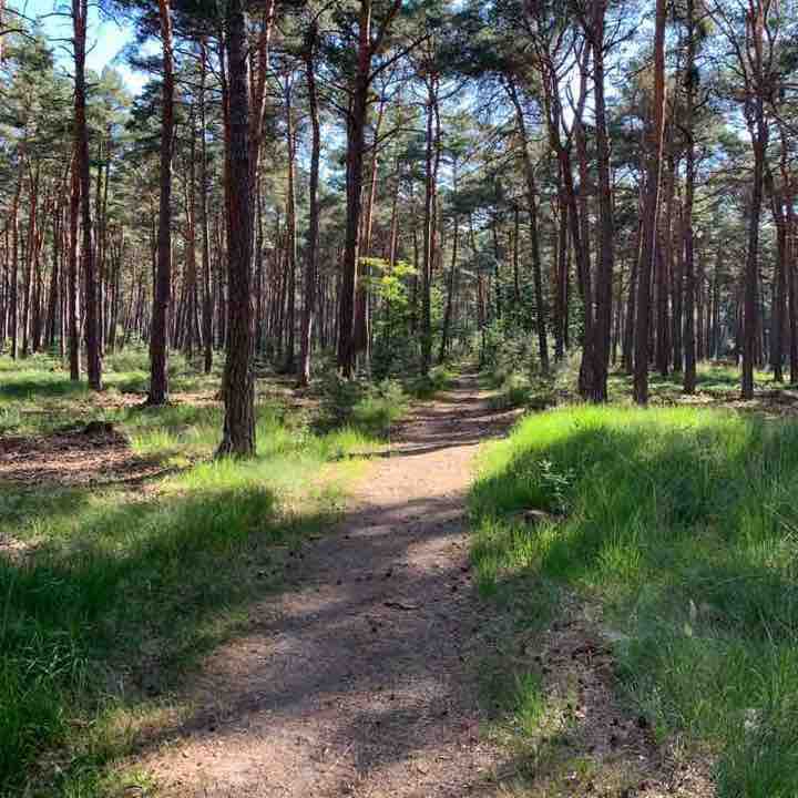 Waldeslust-Tennisclub Rundweg - 5km walking route map in Haßloch