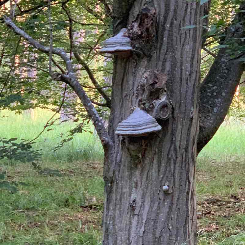 Iggelheim Naturfreundehaus- Tour walking route map in Böhl-Iggelheim