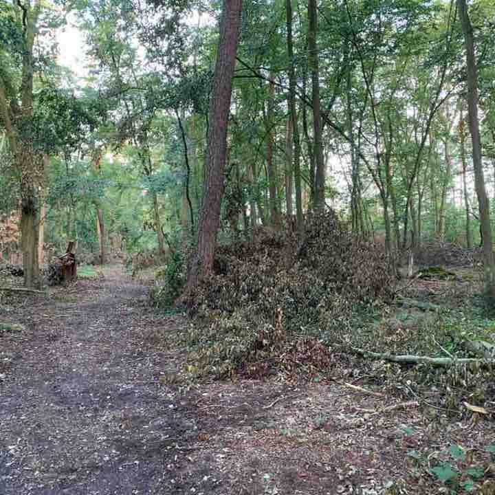 Schifferstadt city forest walking route map in Schifferstadt