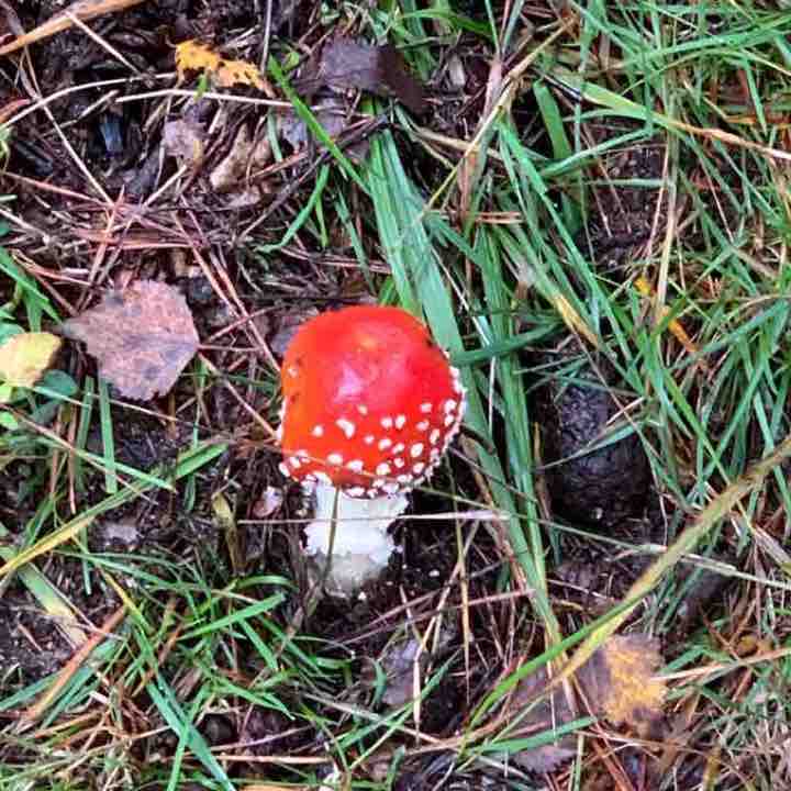 Rundweg Pensionistenklause Hassloch walking route map in Haßloch
