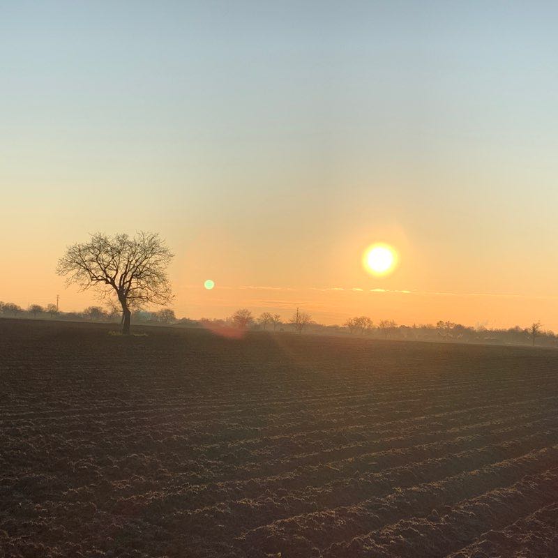 Hassloch - Böhl-Iggelheim and back walking route map in Haßloch
