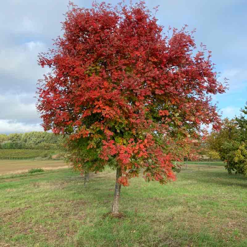 Small morning round at Hochstadt walking route map in Hochstadt (Pfalz)