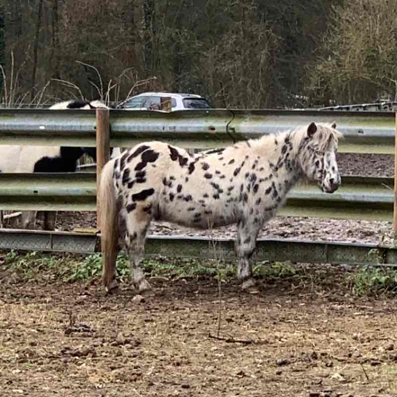 Pony farm and Holiday Park Hassloch walking route map in Haßloch