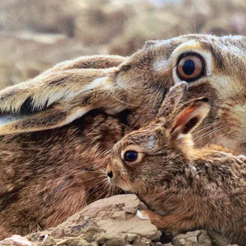 Edesheim - Kleinfischlingen (circular route) walking route map in Großfischlingen