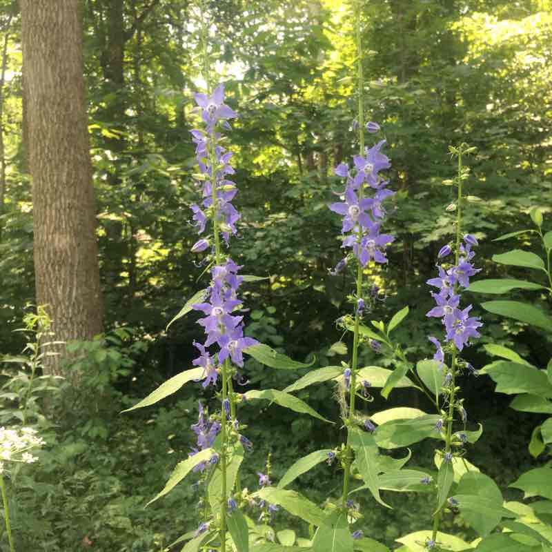 Copperleaf walking route map in Bargersville
