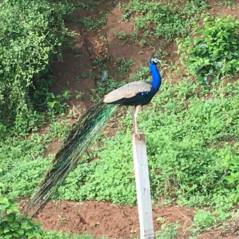 Amdavad 