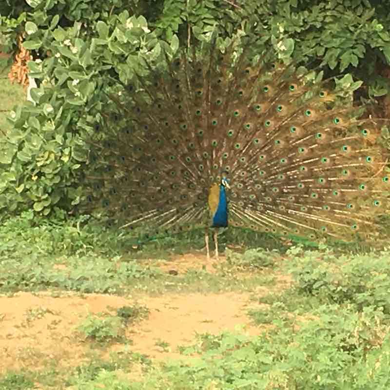 Gandhinagar walking route map in Gandhinagar
