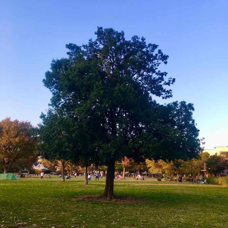 From Kiba Park to Tokyo Sky Tree walking route map in Koto City
