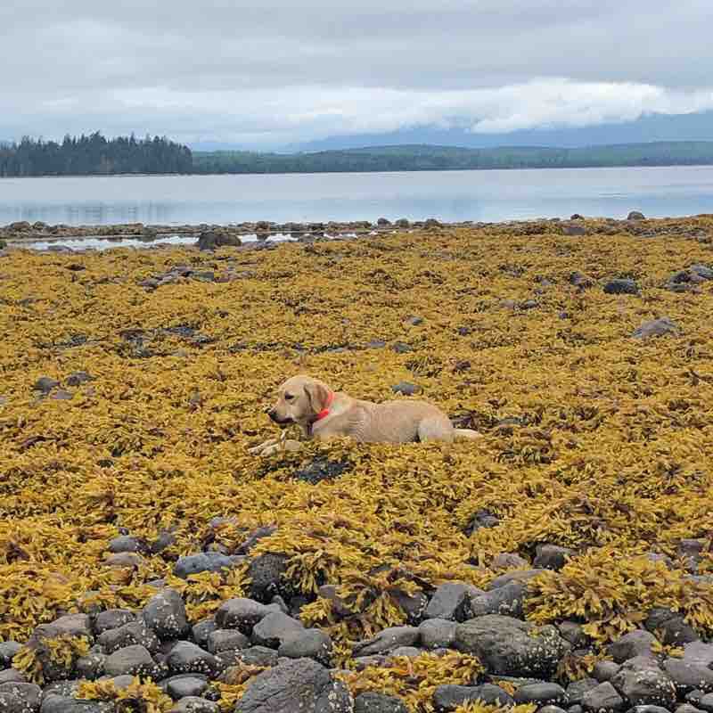 Sunset trail, bird tower walking route map in Port Clements